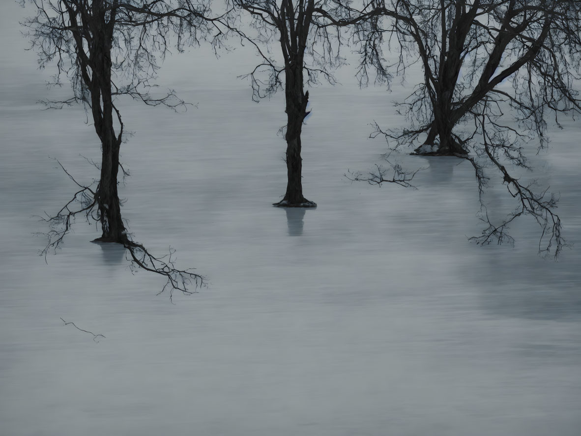 Tranquil mist-covered water with submerged bare trees