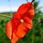 Colorful digital artwork: Large red poppy in green field with blue sky