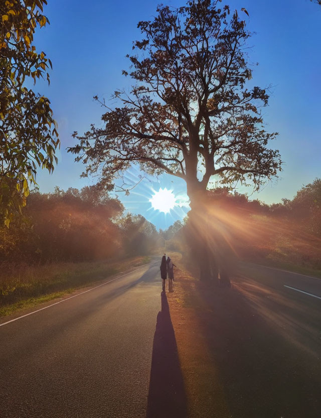 Person walking on serene country road at sunset with long tree shadows