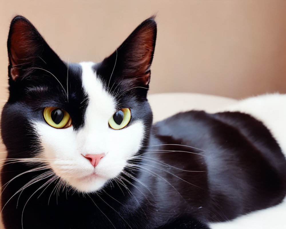 Striking black and white cat with yellow eyes and pink nose portrait.