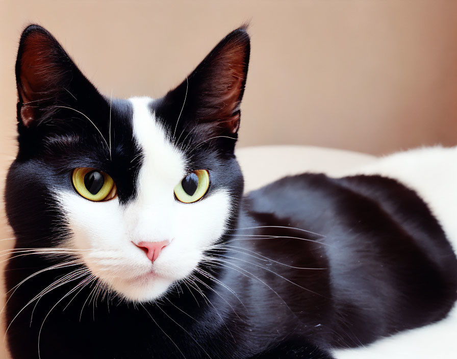 Striking black and white cat with yellow eyes and pink nose portrait.