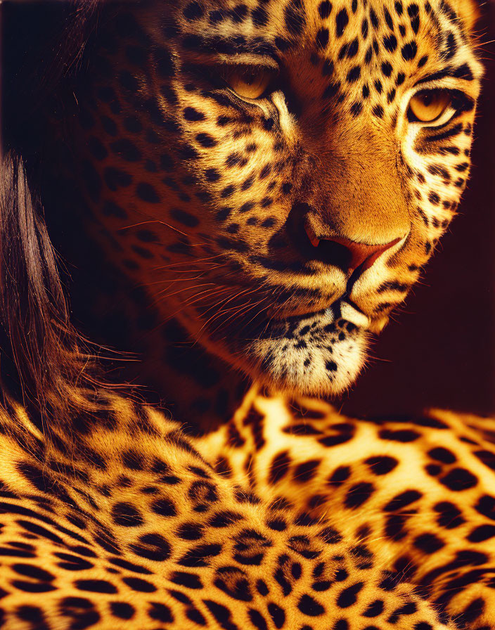 Leopard Woman