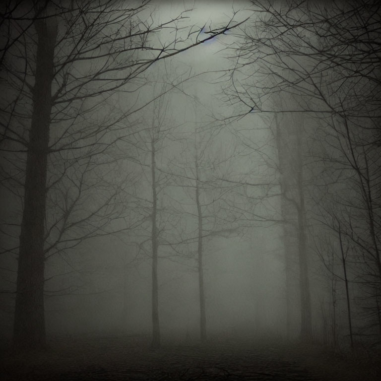 Foggy forest with bare trees and dimly lit path