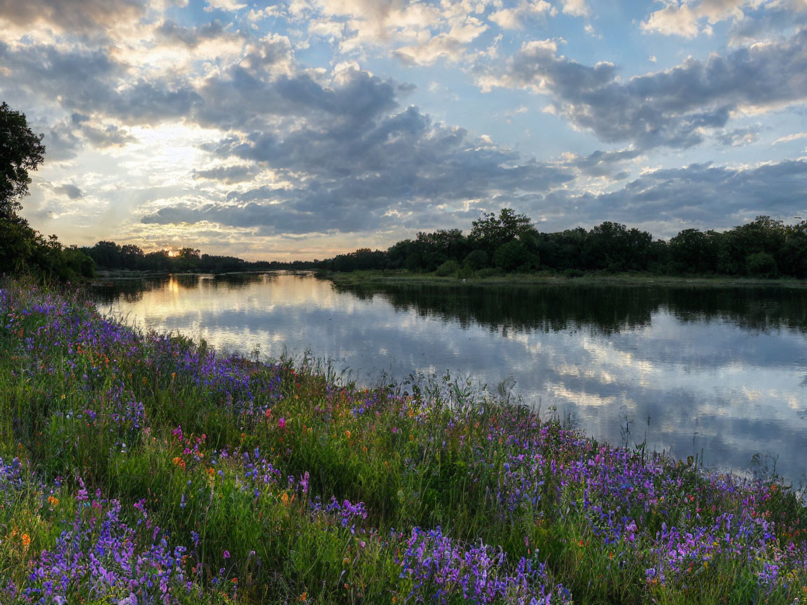 Tranquil river sunset with cloud reflections and purple wildflowers