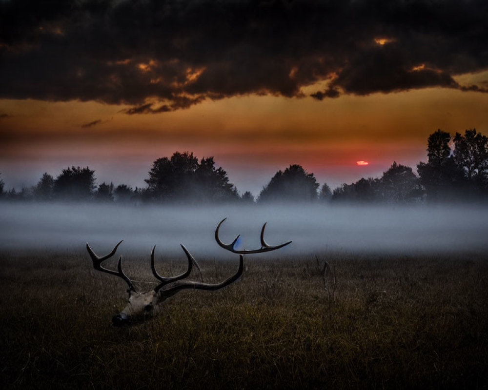 Misty sunrise field scene with stag silhouette