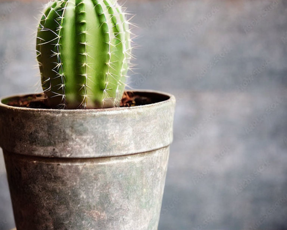 Green cactus with sharp spines in weathered pot on wooden background