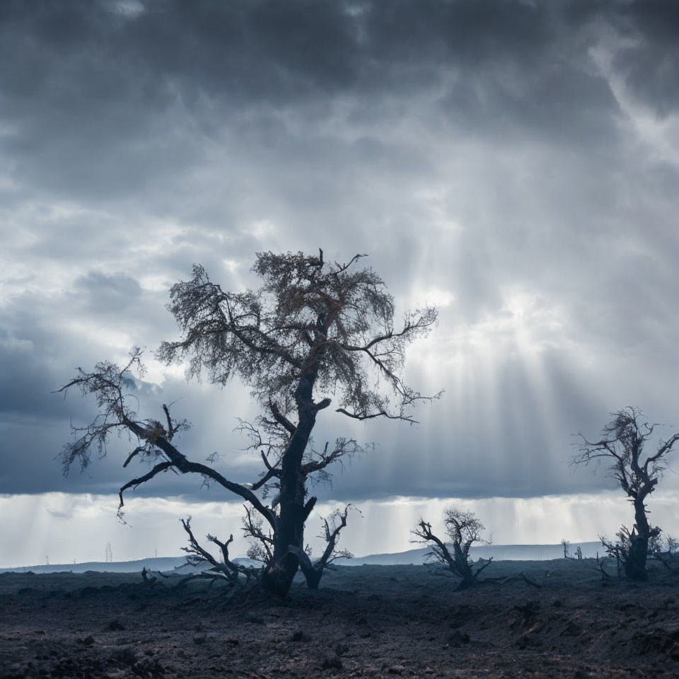 Gnarled tree in moody landscape under stormy sky