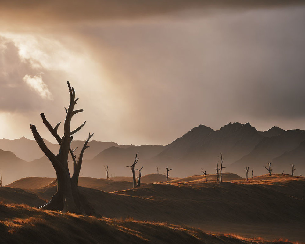 Barren Sunset Landscape with Dead Trees and Mountains