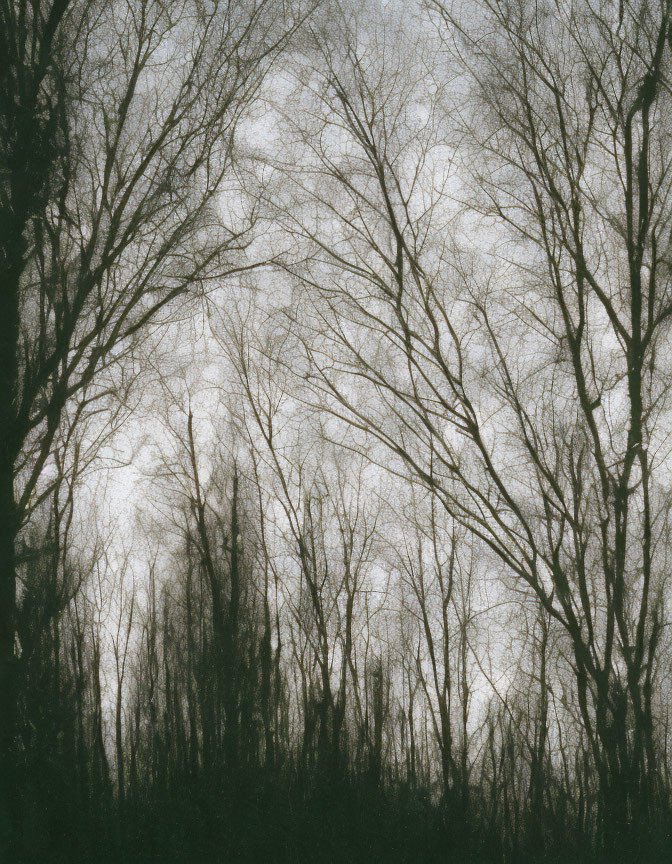 Interwoven bare tree branches against bleak overcast sky