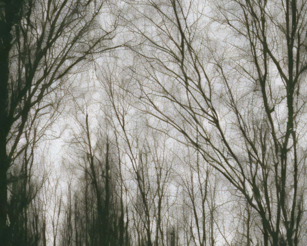 Interwoven bare tree branches against bleak overcast sky