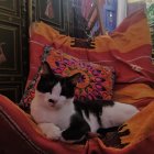 Black and White Cat Relaxing on Red Velvet Chair in Luxurious Room