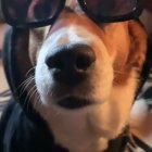 Stylized digital artwork: Beagle in sunglasses and hoodie