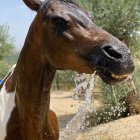 Shiny brown horse drinking water with splashing droplets, trees, and blue sky
