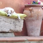 Two Dogs Resting Near Decorative Vase on Pink Background