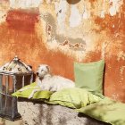 White Dog Resting on Stone Bench with Green Cushions and Lantern by Marble Wall