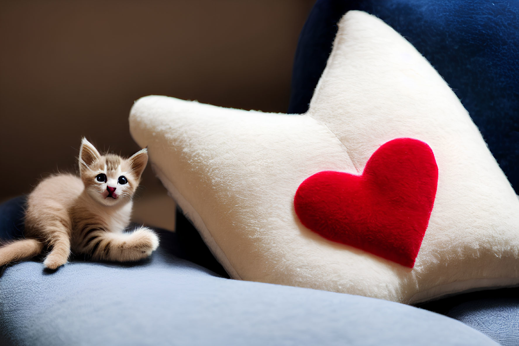 Adorable kitten with star-shaped pillow on blue background