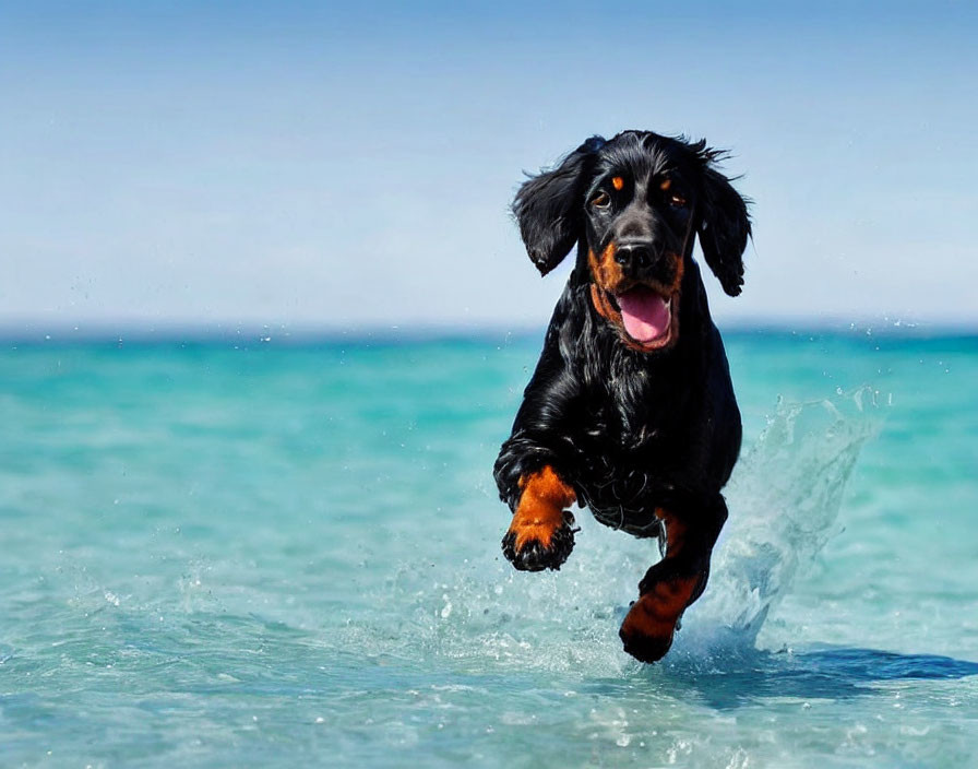 Black dog with floppy ears splashing in clear blue water