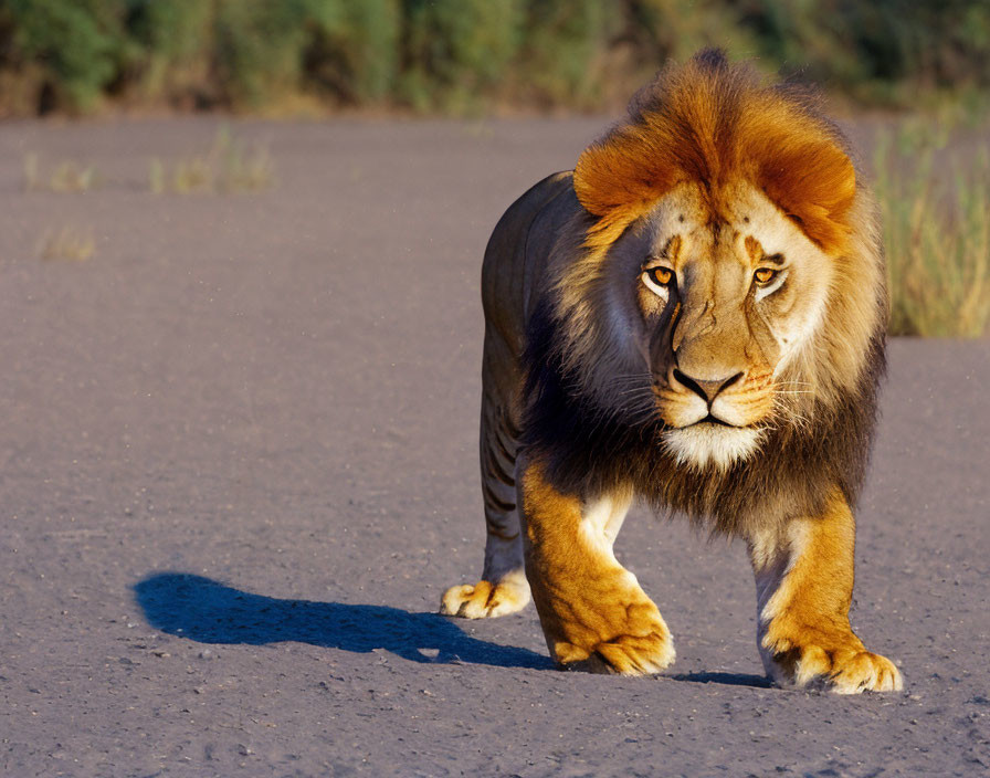 Majestic lion with full mane walking on paved road in golden light