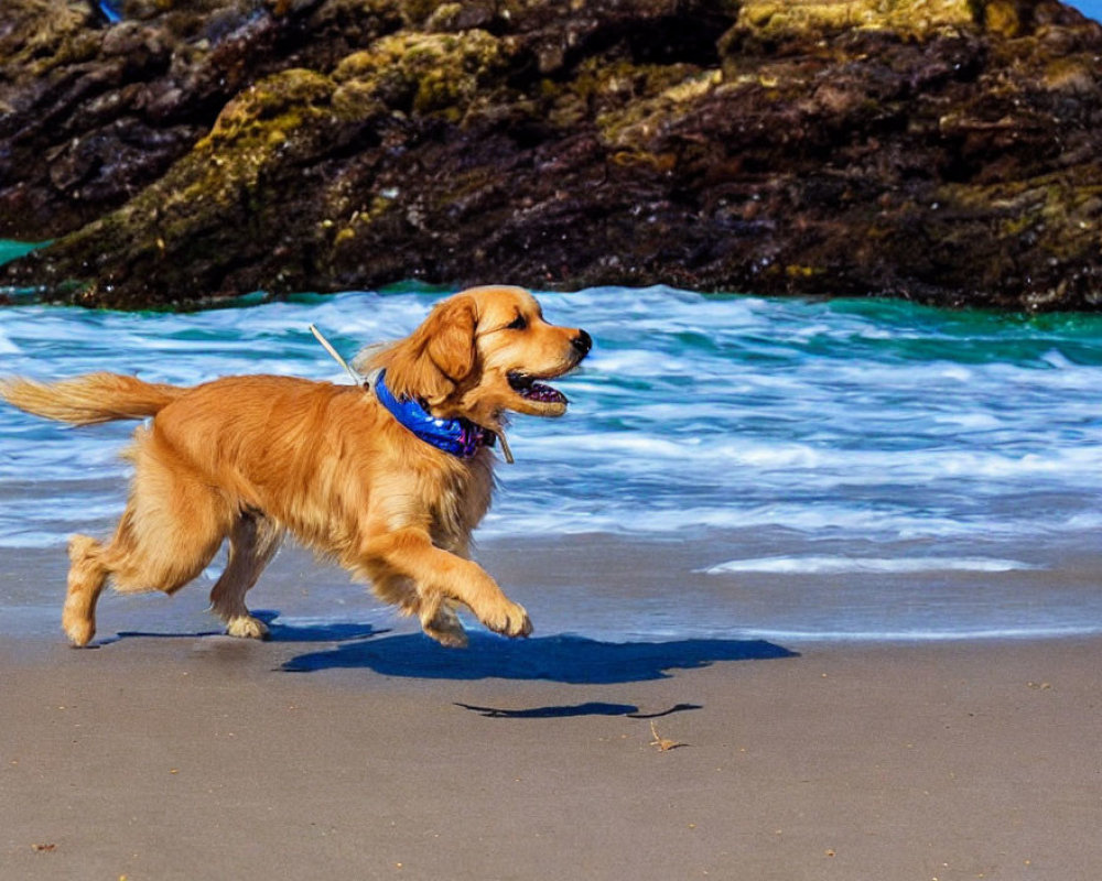 Golden Retriever Dog Running on Beach with Blue Bandana