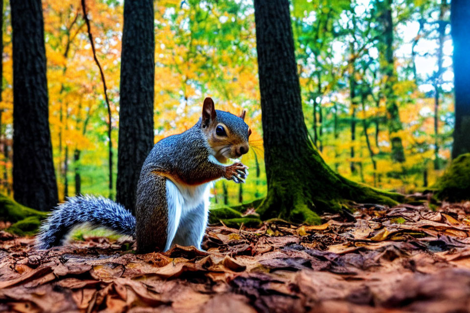 Squirrel with nut surrounded by autumn leaves and vibrant forest trees