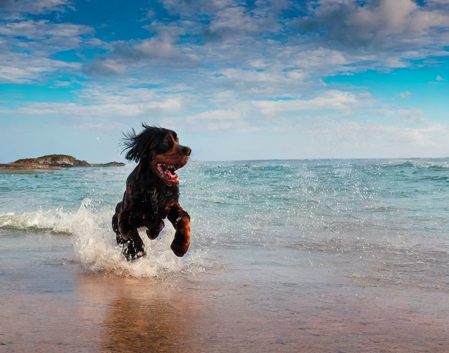 Playful Black Dog Frolics in Shallow Beach Waters