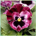 Colorful pansy illustration with purple and pink hues in a garden setting.