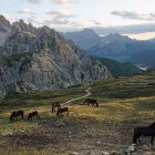 Tranquil landscape with grazing horses and majestic mountains