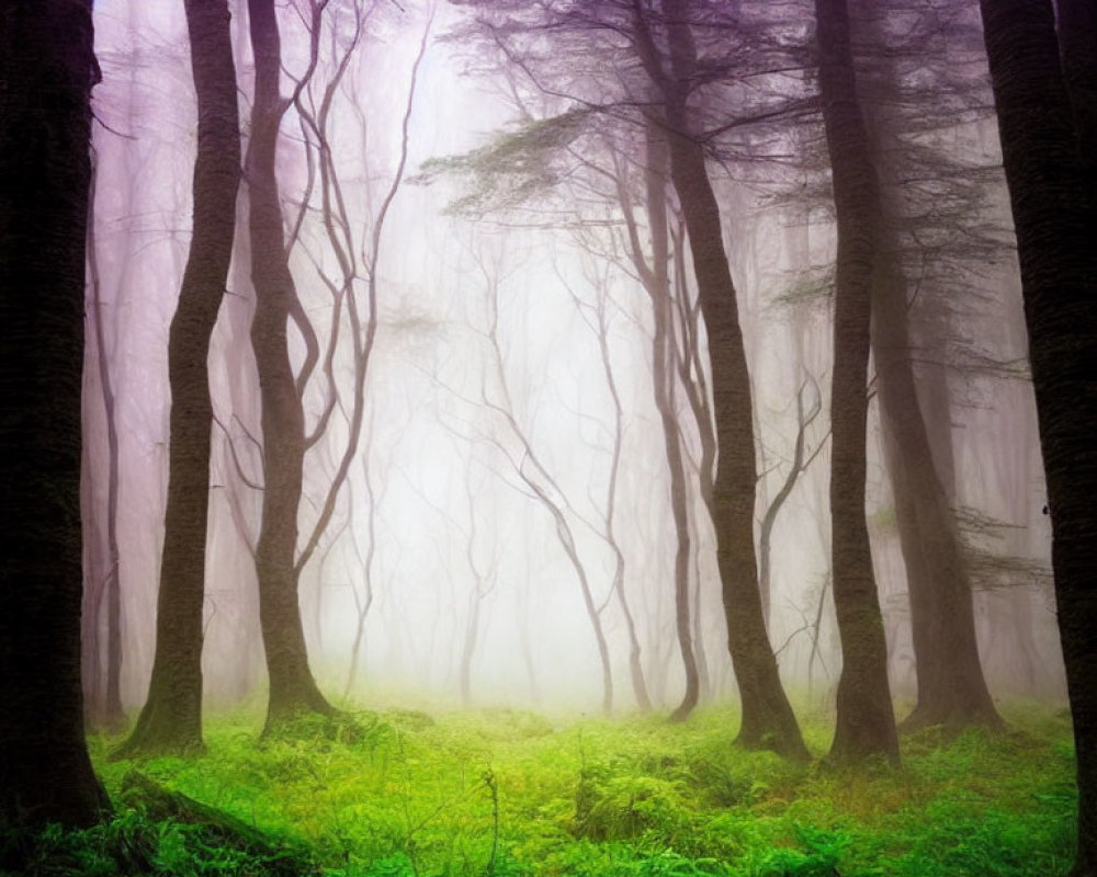Ethereal fog envelops misty forest with vibrant green undergrowth