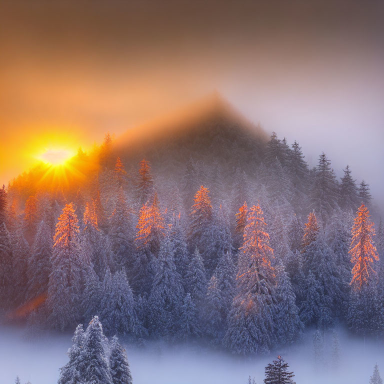 Frosty pine forest at sunrise with mist and warm sunlight casting shadows