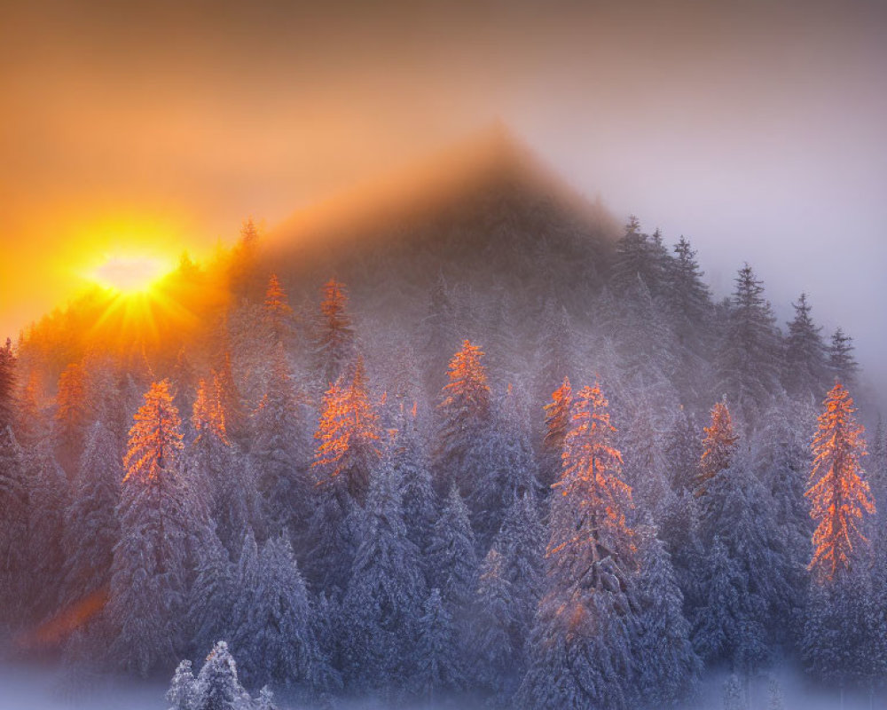 Frosty pine forest at sunrise with mist and warm sunlight casting shadows