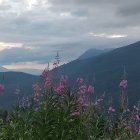 Tranquil landscape with wooden cabin, purple flowers, misty mountains, dramatic sky