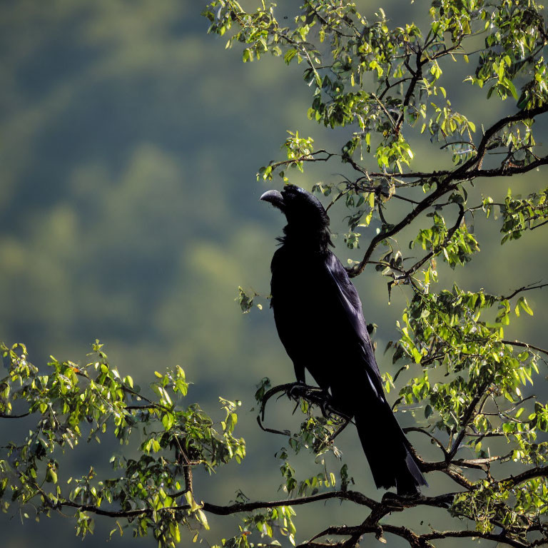 Crow perched on branch among green leaves in soft-focused background