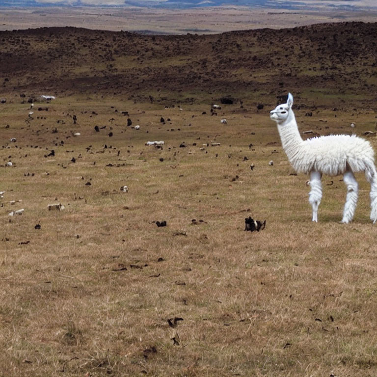 White llama and sheep on grassy plain under cloudy sky