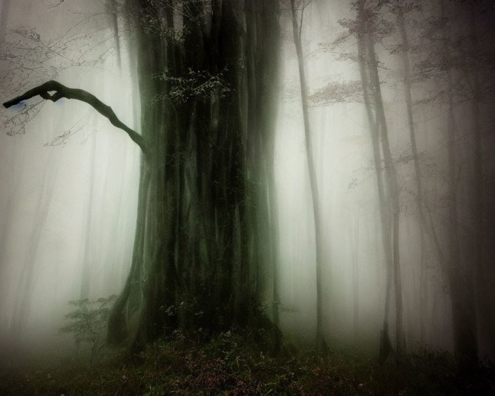 Enchanting forest landscape with moss-covered tree and foggy backdrop