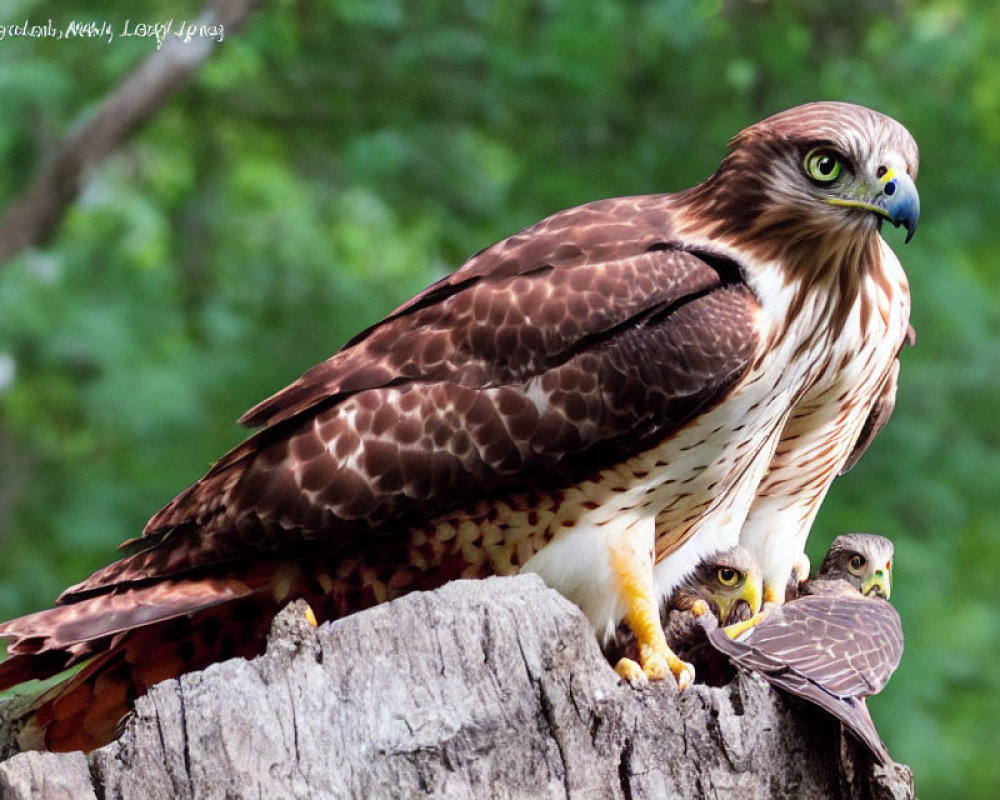 Red-Tailed Hawk with Two Chicks on Stump in Green Environment