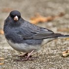 Gray bird with black cap and orange-brown streak on wings on gravel surface