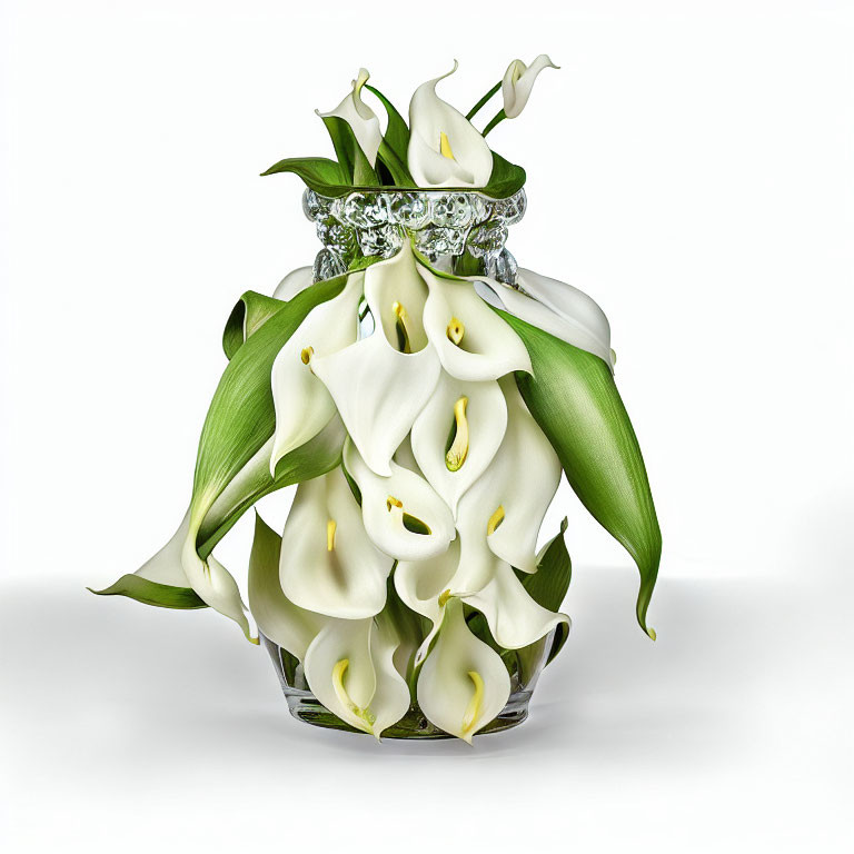 White Calla Lilies in Clear Glass Vase with Silver Rim