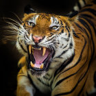 Roaring Tiger with Sharp Teeth on Dark Background