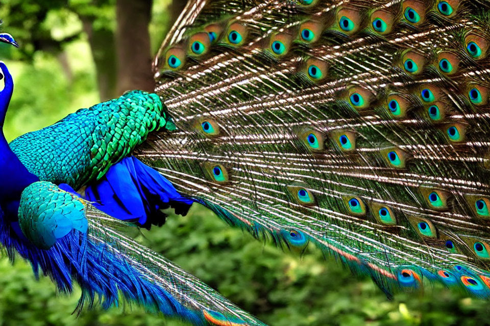 Colorful Peacock Showing Blue and Green Plumage with Iridescent Feathers