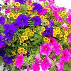 Colorful Bouquet of Blue, Purple, Pink, and Orange Flowers in Vase