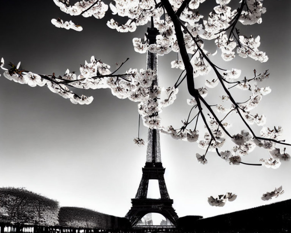 Monochrome Eiffel Tower with Cherry Blossoms in Foreground