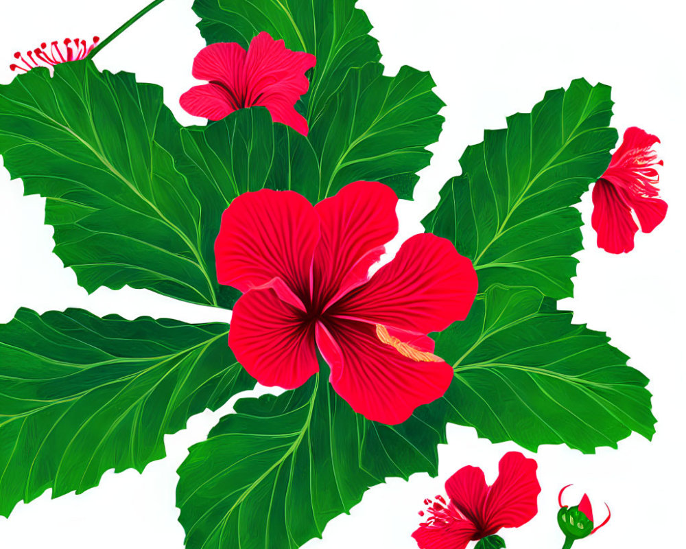 Bright red hibiscus flowers with striking stamens on green leaves - white background