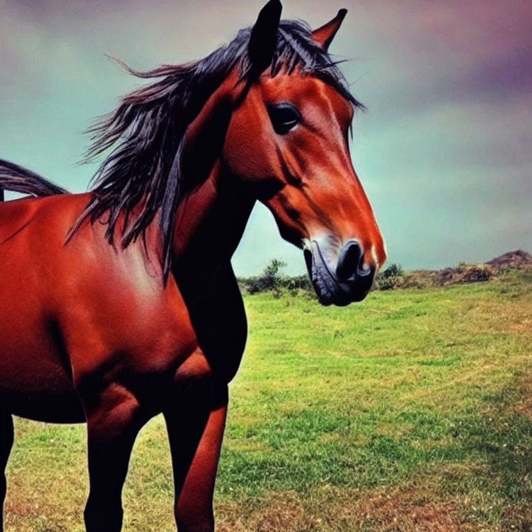 Brown horse with black mane in field under cloudy sky