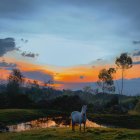 Winged horse near water at sunset with vivid sky