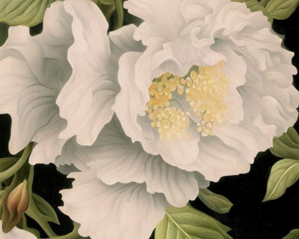 Detailed painting of white peony flowers with yellow centers on dark background