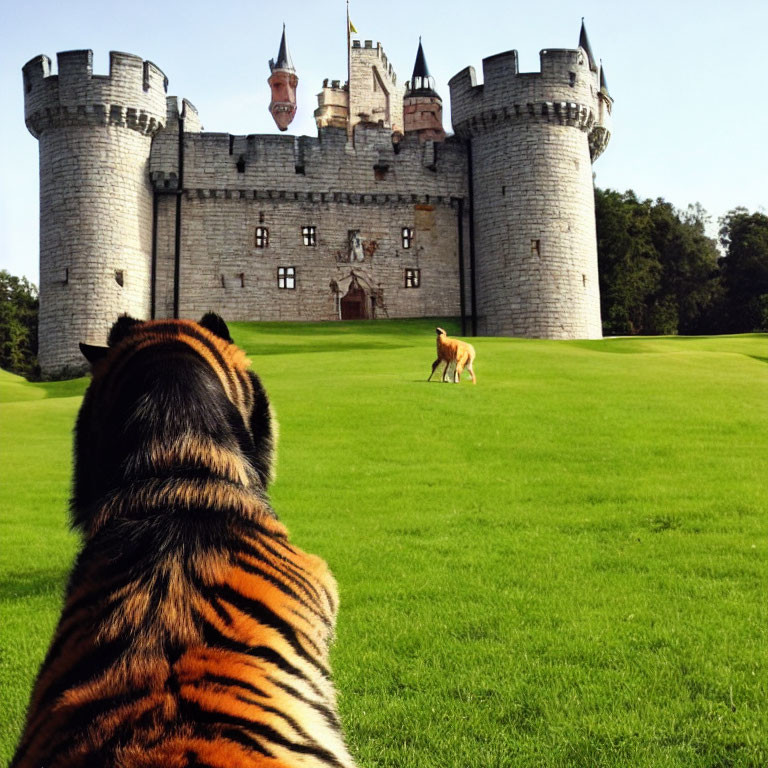 Tiger observing deer on green lawn near castle under blue sky