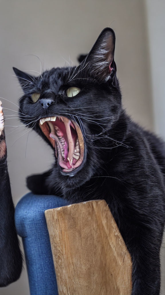 Black Cat Yawning or Hissing Next to Chair on Wooden Surface