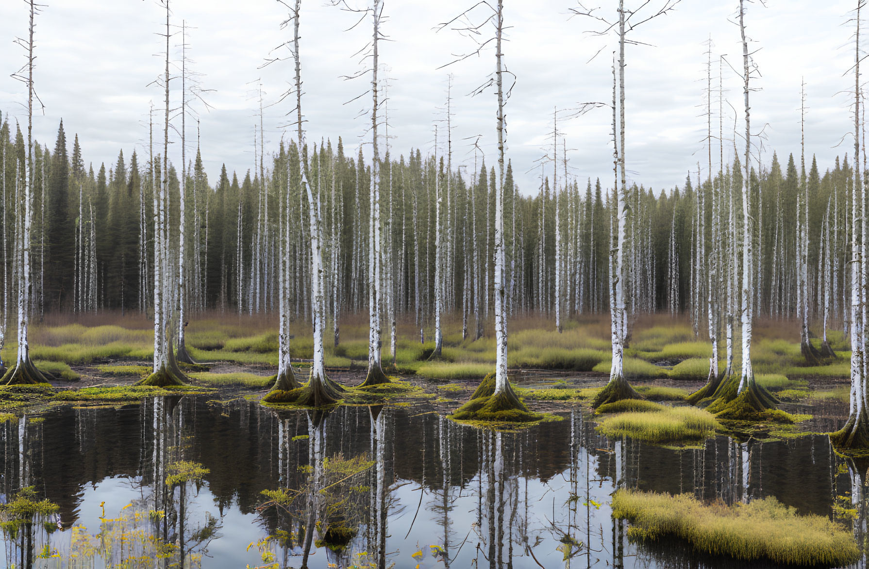Birch Trees Reflected in Swamp with Evergreen Forest under Overcast Sky