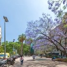 Charming city street with blooming purple jacaranda trees
