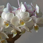 Close-up of vibrant white and pale purple orchids on stem against gray background